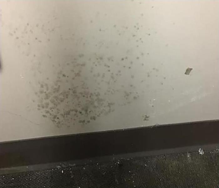 mold growing on wall